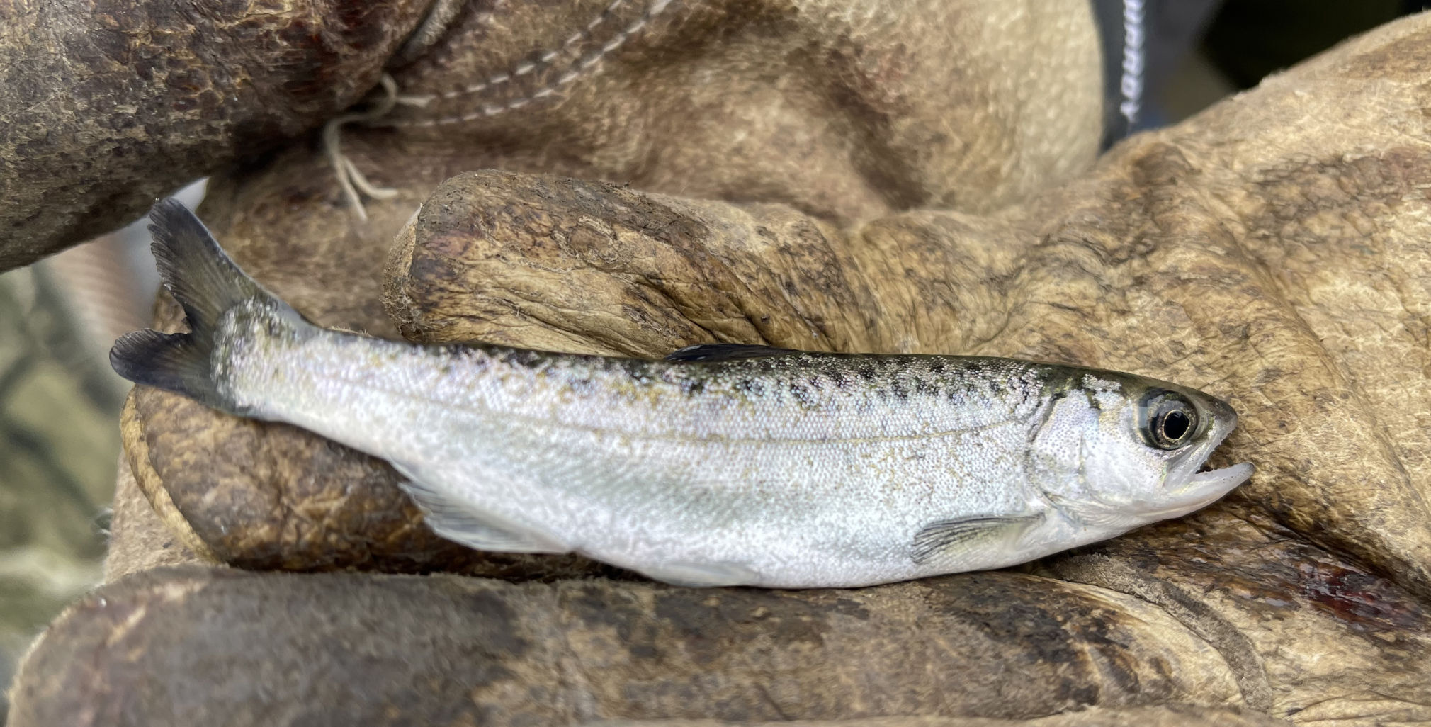 Salmon Delivered 2